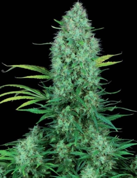 Serious 6 Fast Version Feminized (Gnomes Seeds)-Gnomes Seeds-GnomesGarden