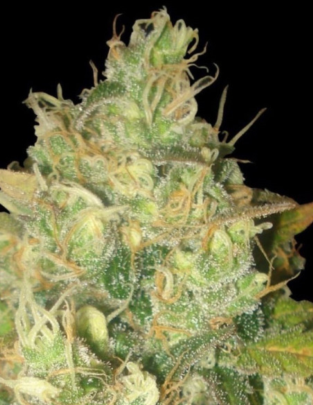 Auto White Russian Feminized (Gnomes Seeds)-Gnomes Seeds-GnomesGarden