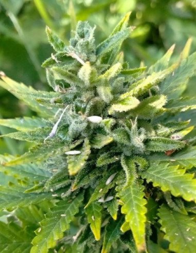 Auto Critical +2.0 Feminizowane (Gnomes Seeds)