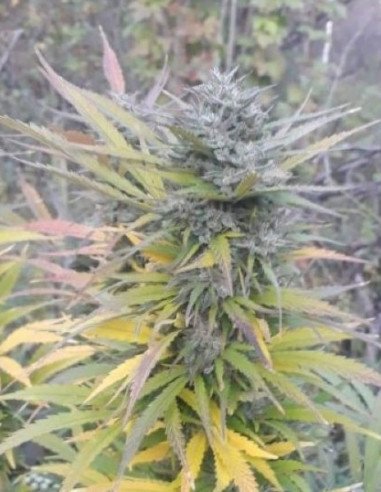 Auto Gelato XL Feminized (MJ Seeds)