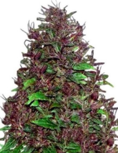 Auto Cream Candy Feminizowane (Gnomes Seeds)