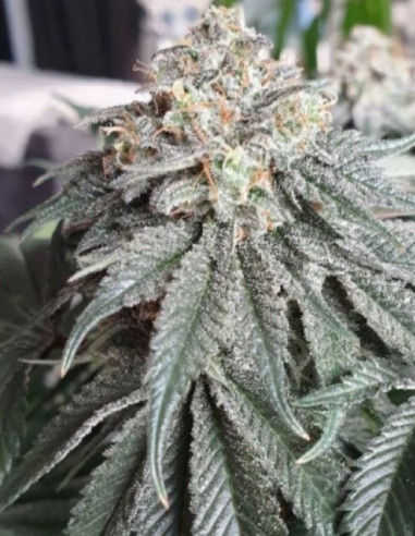 Gorilla Glue Feminized (Gnomes Seeds)-Variety of the week -50%-GnomesGarden