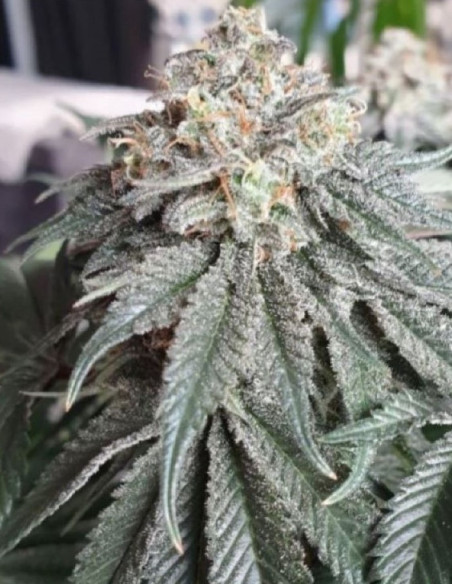 Gorilla Glue Feminisiert (Gnomes Seeds)-Sorte der Woche -50%-GnomesGarden