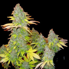 Somango Feminizowane (Gnomes Seeds)