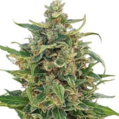 Auto Triple XL Feminizowane (Gnomes Seeds)