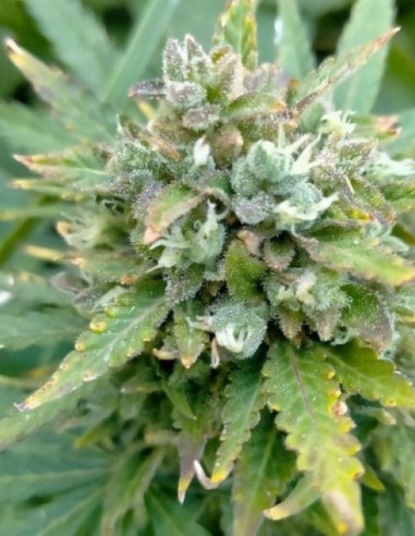 Auto Lemon Haze  Feminized (Gnomes Seeds)-Gnomes Seeds-GnomesGarden