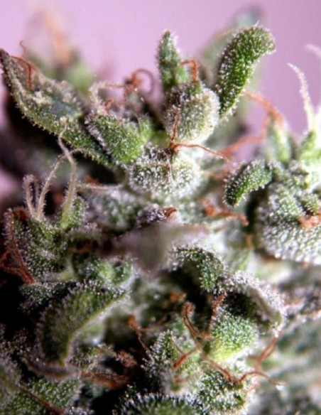 Gorilla Lemon Fire Feminized (Gnomes Seeds)-Gnomes Seeds-GnomesGarden