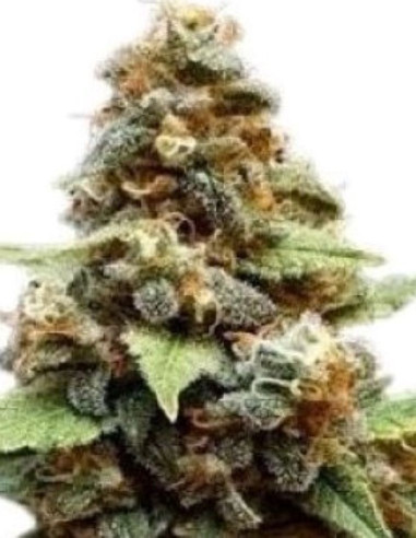 Gorilla Lemon Fire Feminized (Gnomes Seeds)-Gnomes Seeds-GnomesGarden