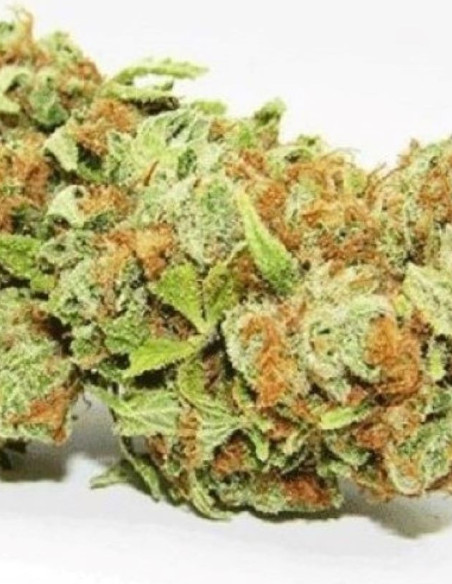Auto Bubba Kush Feminisiert (Gnomes Seeds)-Gnomes Seeds-GnomesGarden