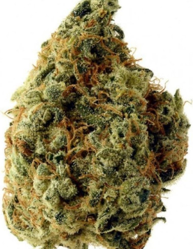 Chocolope x White Russian Feminizowane (Gnomes Seeds)-Gnomes Seeds-GnomesGarden
