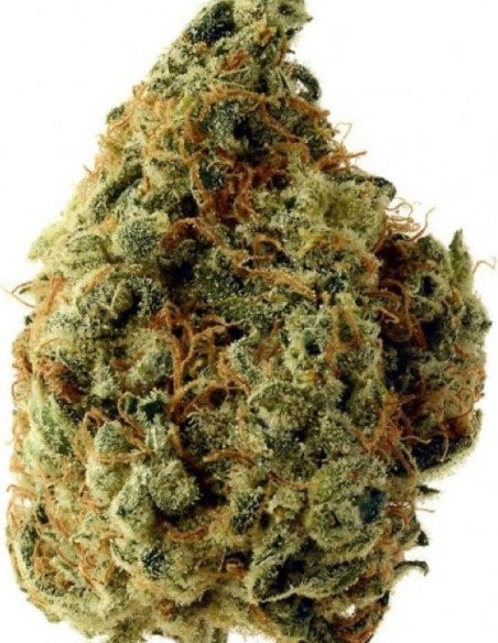 Chocolope x White Russian Feminizowane (Gnomes Seeds)-Gnomes Seeds-GnomesGarden