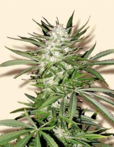 Early Skunk Feminizowane (Gnomes Seeds)