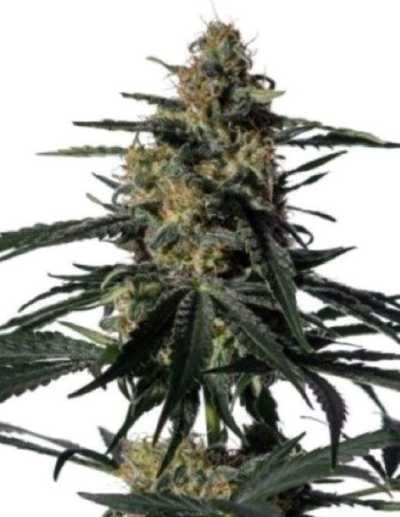 Early Nightingale Feminized (Gnomes Seeds)-Gnomes Seeds-GnomesGarden