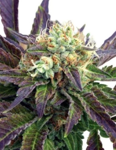 Grape Killer 99 Feminizowane (Gnomes Seeds)