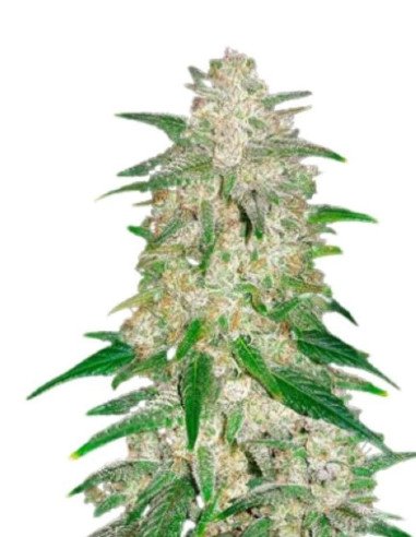 Auto Gelato Feminizowane (Gnomes Seeds)