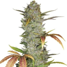 Auto Wedding Cake Feminizowane (Gnomes Seeds)