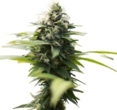 Malawi Gold  Feminizowane (Gnomes Seeds)