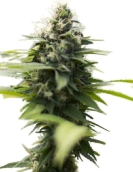 Malawi Gold  Feminizowane (Gnomes Seeds)-Gnomes Seeds-GnomesGarden