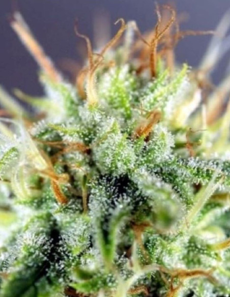 Star Kush Feminized (Gnomes Seeds)-Gnomes Seeds-GnomesGarden