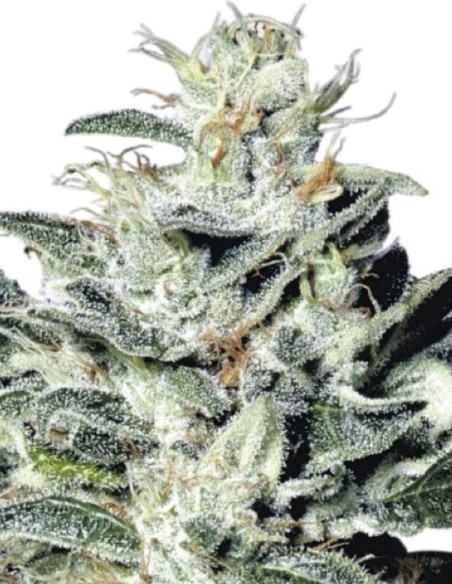 Star Kush Feminized (Gnomes Seeds)-Gnomes Seeds-GnomesGarden
