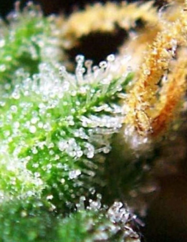 Triangle  Kush Feminized (Gnomes Seeds)-Gnomes Seeds-GnomesGarden