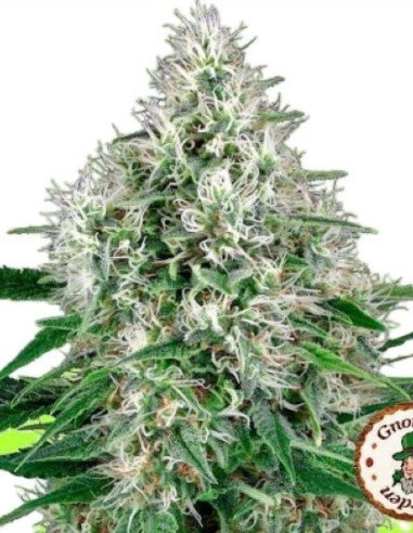 Big Power Plant Early Version Feminised (Gnomes Seeds)