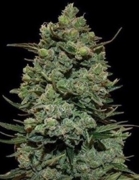 Auto Girl Scout Cookies Feminizowane (Gnomes Seeds)-Gnomes Seeds-GnomesGarden