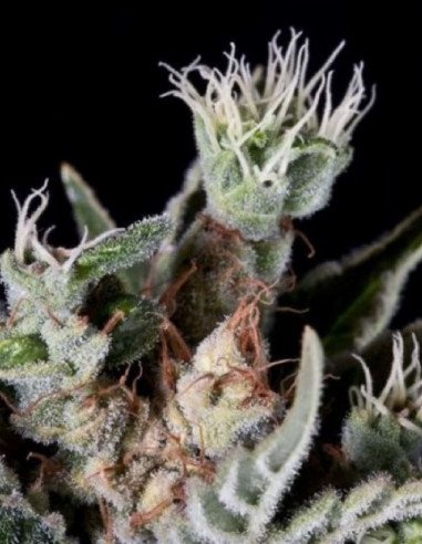 Auto Girl Scout Cookies Feminizowane (Gnomes Seeds)