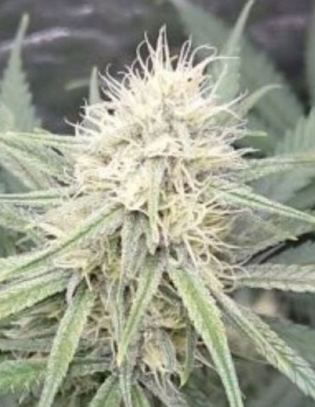 DO-SI-DOS Feminizowane (Gnomes Seeds)-Gnomes Seeds-GnomesGarden