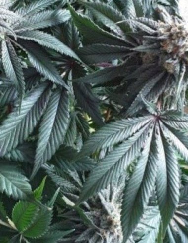 Black Hulk Feminizowana (Gnomes Seeds)