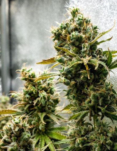 Black Princess Feminizovana (Gnomes Seeds)-Gnomes Seeds-GnomesGarden