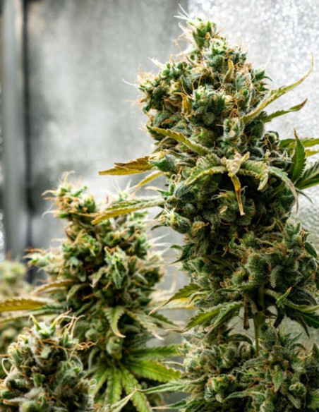 Black Princess Feminizado (Gnomes Seeds)-Gnomes Seeds-GnomesGarden