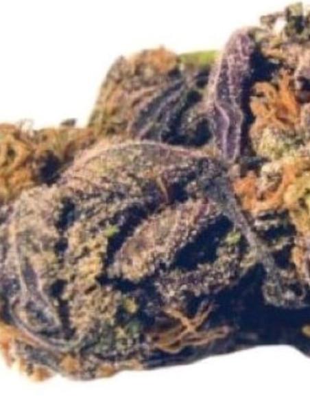 Black Princess Feminizado (Gnomes Seeds)-Gnomes Seeds-GnomesGarden