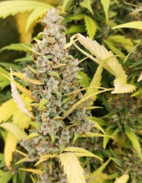 Auto Somango Feminizada (Gnomes Seeds)-Gnomes Seeds-GnomesGarden