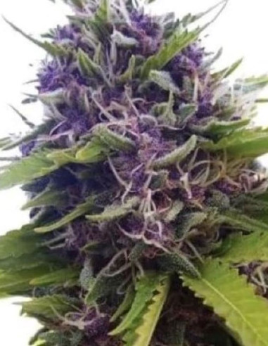 Blueberry x White Widow Feminized (Gnomes Seeds)-Gnomes Seeds-GnomesGarden