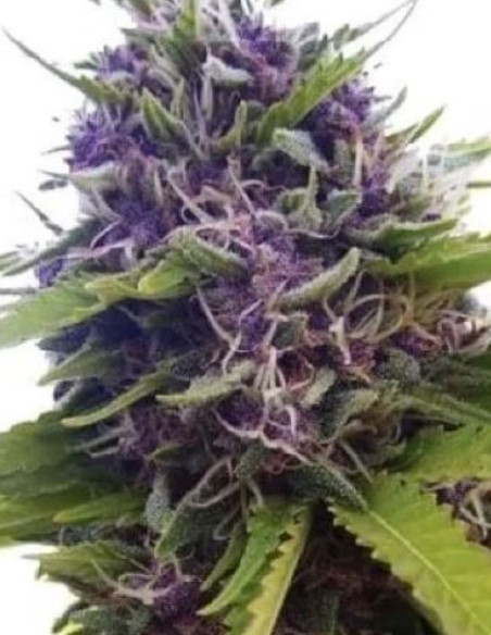Blueberry x White Widow Feminisiert (Gnomes Seeds)-Gnomes Seeds-GnomesGarden