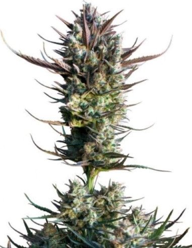 Blueberry x White Widow Feminisiert (Gnomes Seeds)