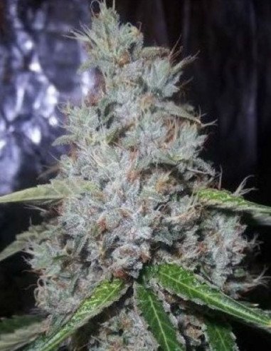Auto Hindu Kush Feminizowane (Gnomes Seeds)