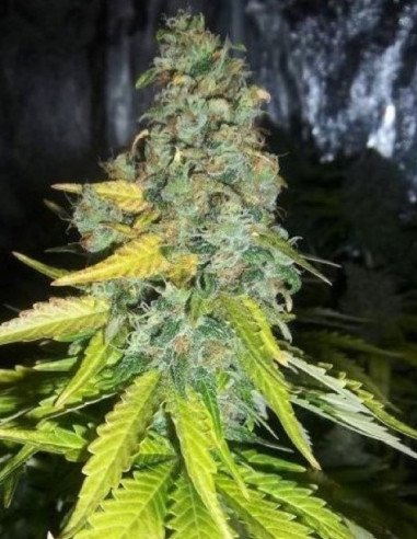 Auto Cookies Cream Feminizowane (Gnomes Seeds)