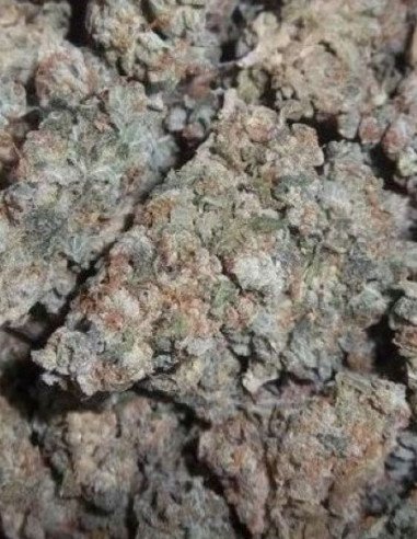 Auto Do-Si-Dos Feminizowane (Gnomes Seeds)