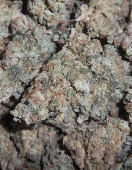 Auto Do-Si-Dos Feminized (Gnomes Seeds)-Gnomes Seeds-GnomesGarden