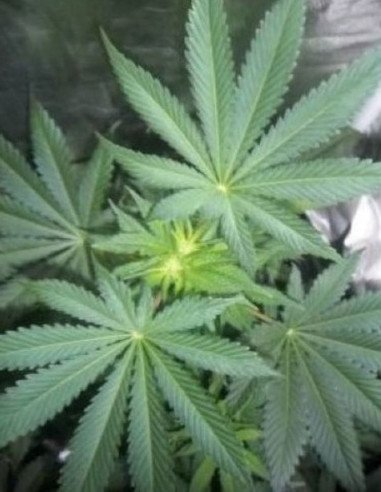 C99 x Blueberry Early Version Feminizowane (Gnomes Seeds)