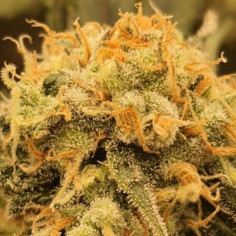 Do-Si-Dos Early Version Feminizowane (Gnomes Seeds)