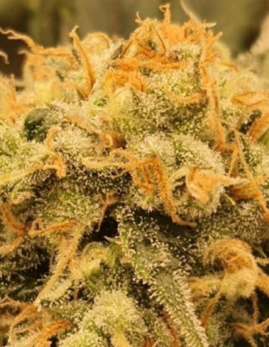 Do-Si-Dos Early Version Feminizovane (Gnomes Seeds)-Gnomes Seeds-GnomesGarden