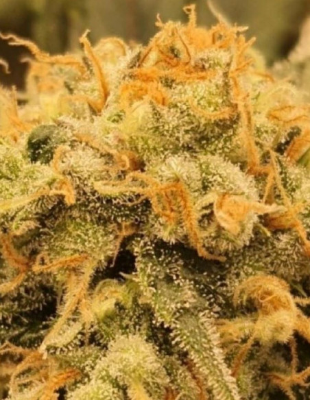 Do-Si-Dos Early Version Feminizovane (Gnomes Seeds)-Gnomes Seeds-GnomesGarden