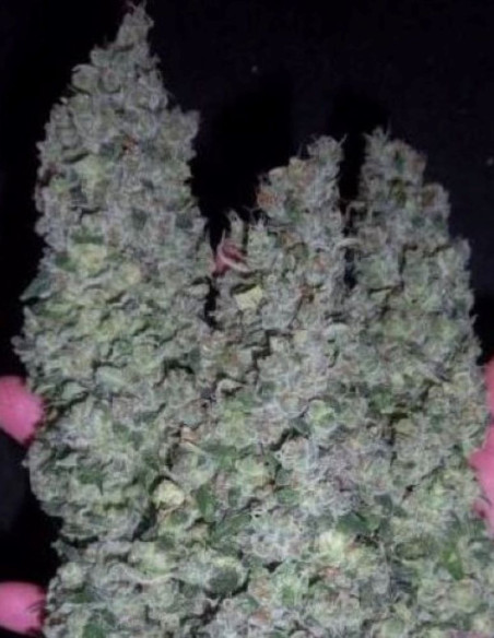 Black Demon OG Feminisiert (Gnomes Seeds)-Gnomes Seeds-GnomesGarden