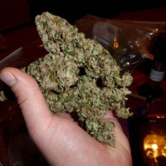 Alien Gorilla Feminizowane (Gnomes Seeds)