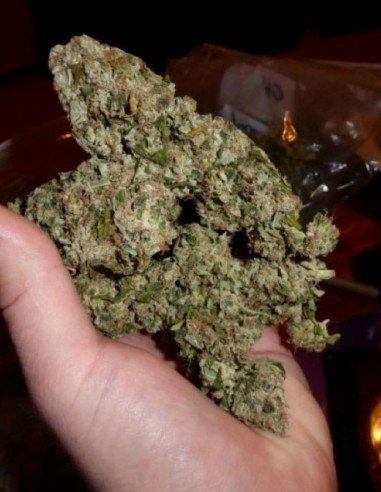 Alien Gorilla Feminized (Gnomes Seeds)
