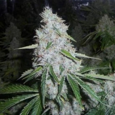 Auto Sunset Sherbet Feminizowane (Gnomes Seeds)