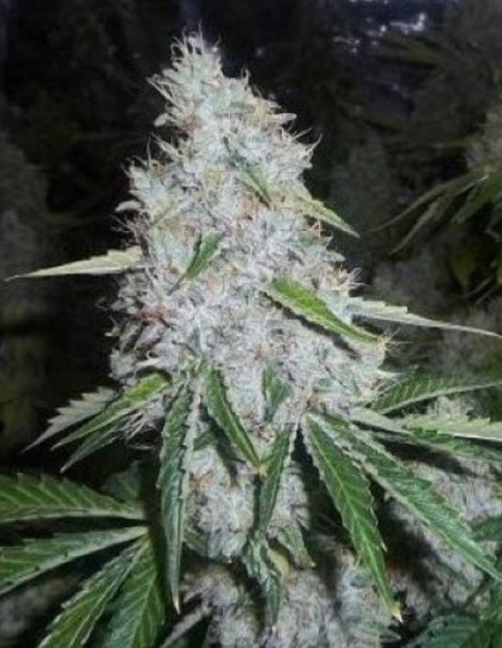 Auto Sunset Sherbet Feminized (Gnomes Seeds)-Gnomes Seeds-GnomesGarden